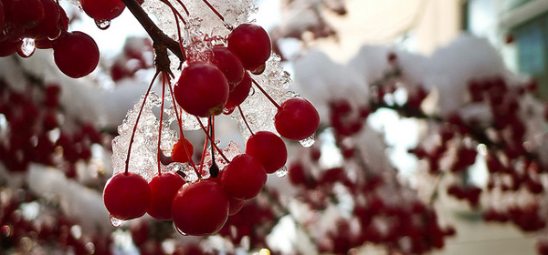 snowy winter 005 35 Examples of Beautiful Winter Photography