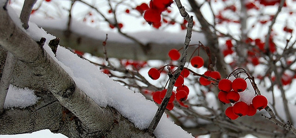 snowy winter 023 35 Examples of Beautiful Winter Photography