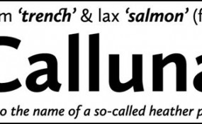 47 285x175 25 Professional High Quality Free Fonts