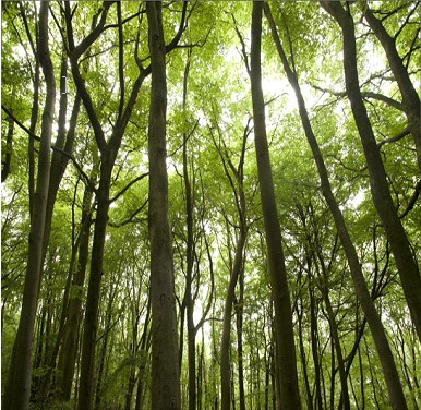 a Straightening Verticals Using Adpative Wide Angle Filter in Photoshop CS6