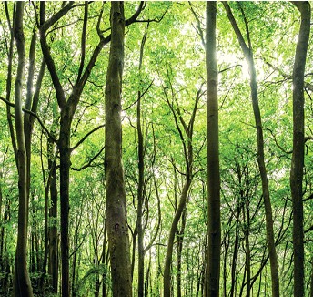 b Straightening Verticals Using Adpative Wide Angle Filter in Photoshop CS6