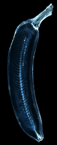 ScreenHunter 137 Sep. 04 12.22 Simulating X Ray Effects with Photoshop