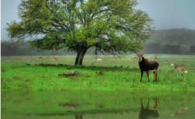 ScreenHunter_263 Sep. 19 09.48 ScreenHunter 263 Sep. 19 09.48 285x175 ScreenHunter 263 Sep. 19 09.48