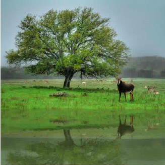 ScreenHunter 263 Sep. 19 09.48 Create a Water Reflection Using Photoshop